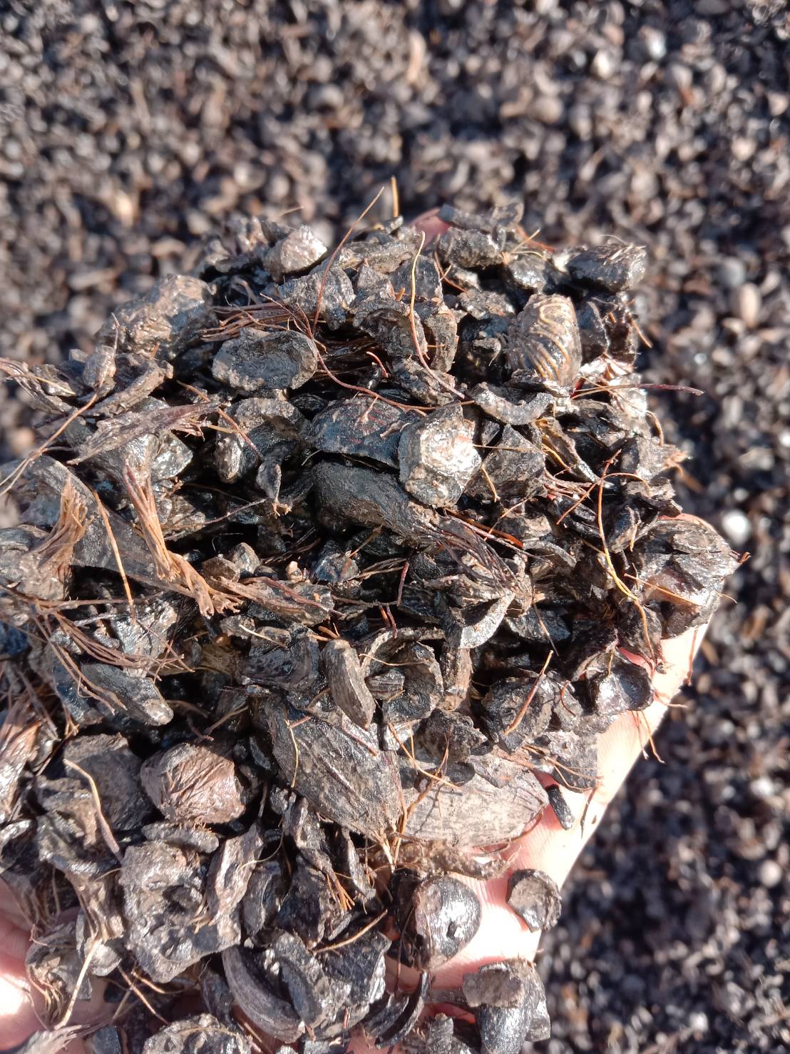 กะลาปาล์ม (Palm Kernel Shell :PKS)